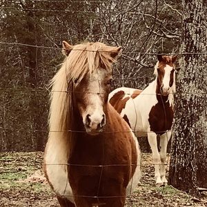 Meet your Posher, Bella